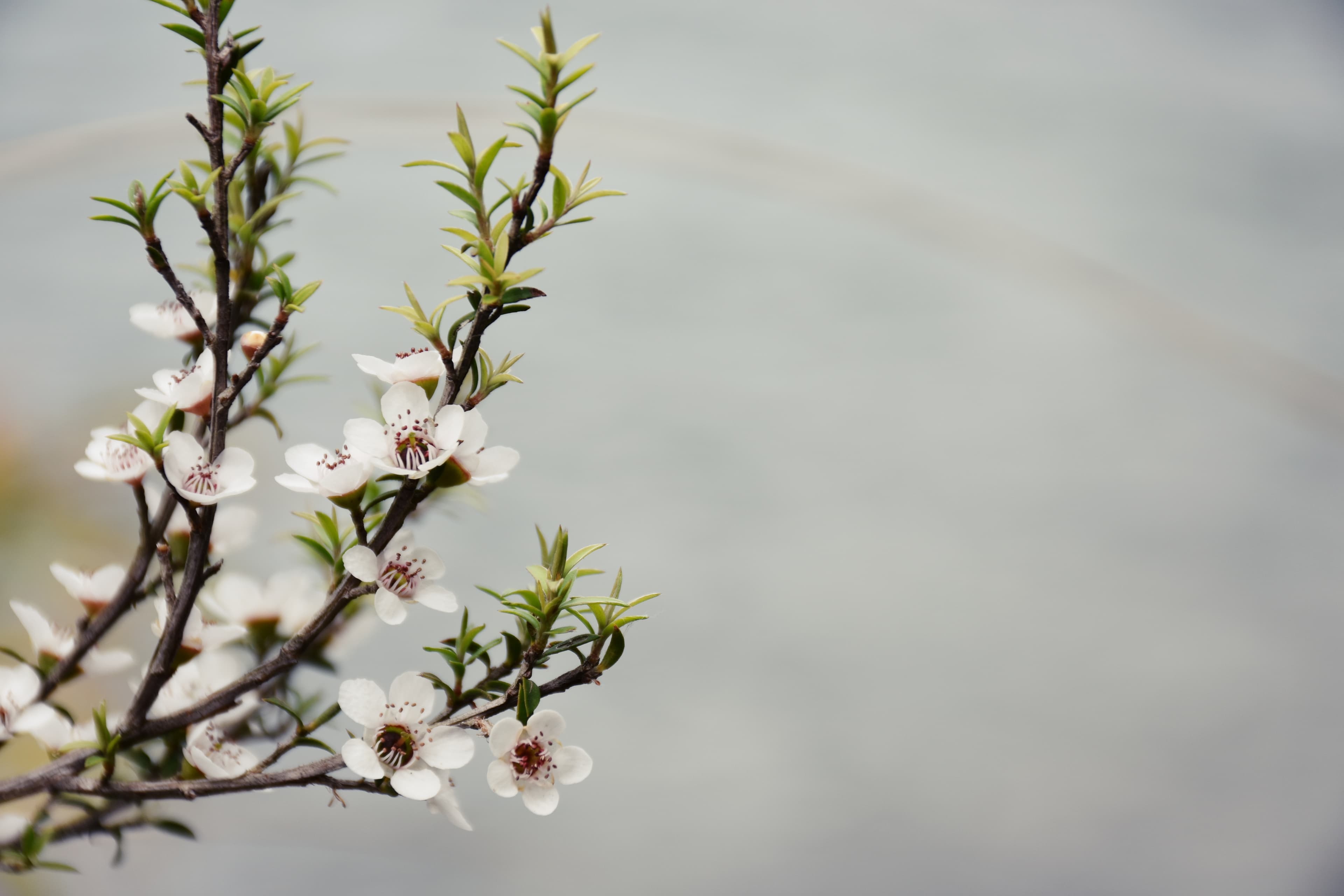 Beratung (landing) - Seelenkost Ernährungberatung Graubünden CH